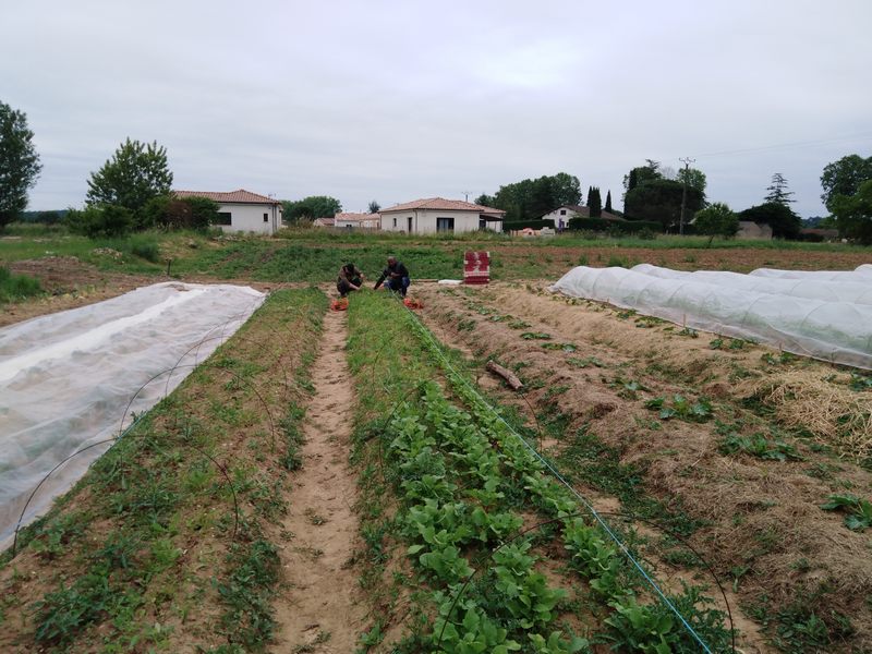 planches-radis-chantier-maraichage-relais-de-montans