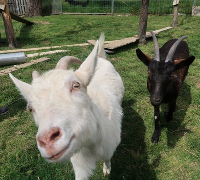 la-ferme-du-petit-poucet-blanchette-et-djali