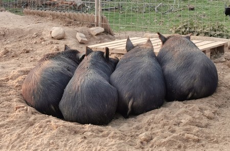 la-ferme-du-petit-poucet-cochons